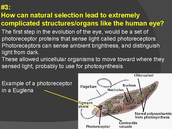 #3: How can natural selection lead to extremely complicated structures/organs like the human eye?