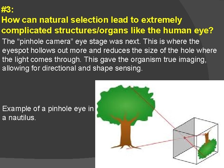 #3: How can natural selection lead to extremely complicated structures/organs like the human eye?