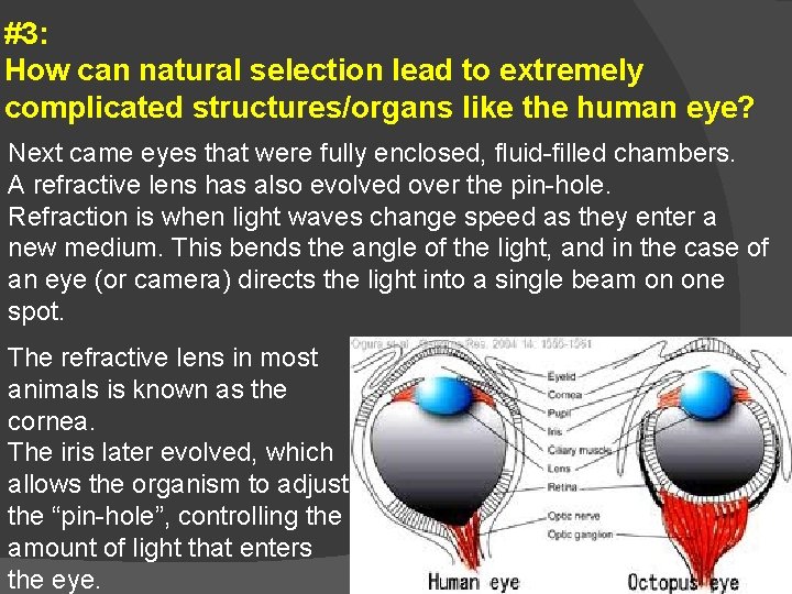 #3: How can natural selection lead to extremely complicated structures/organs like the human eye?