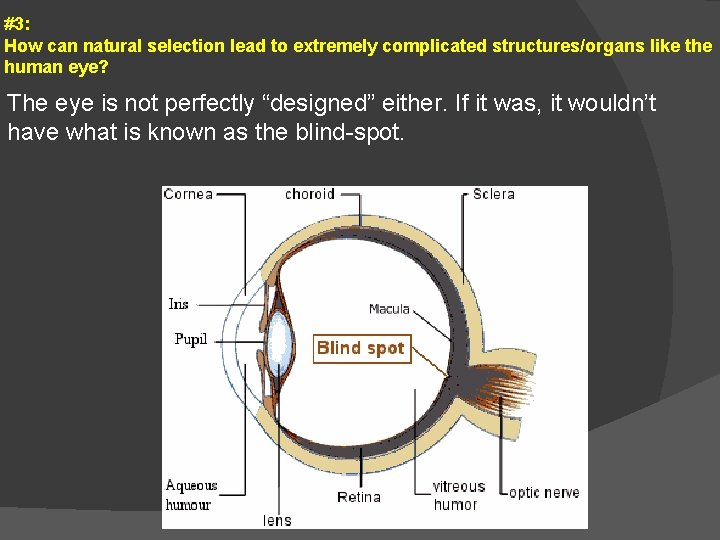 #3: How can natural selection lead to extremely complicated structures/organs like the human eye?