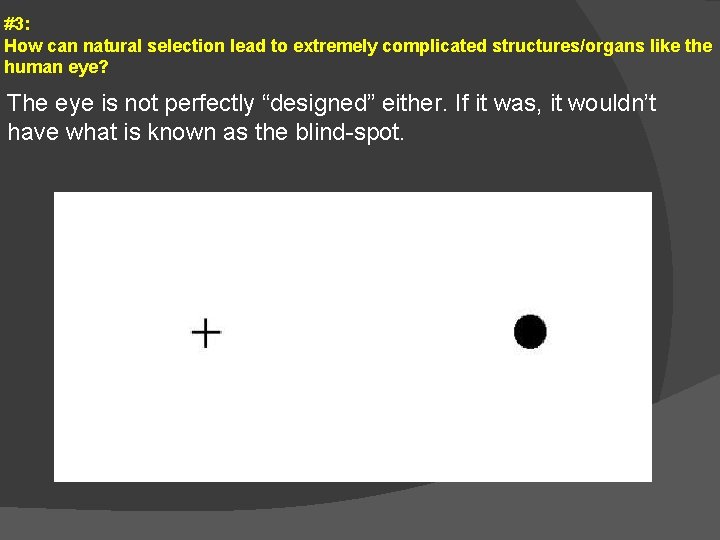 #3: How can natural selection lead to extremely complicated structures/organs like the human eye?