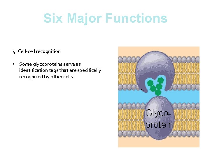 Six Major Functions 4. Cell-cell recognition • Some glycoproteins serve as identification tags that
