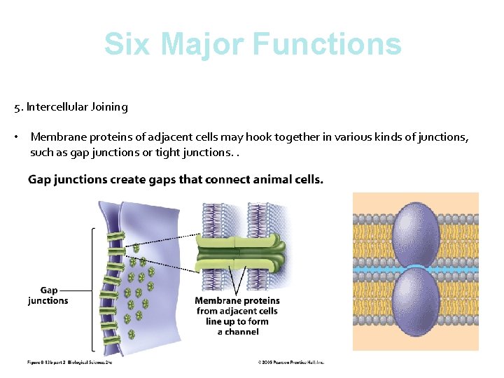 Six Major Functions 5. Intercellular Joining • Membrane proteins of adjacent cells may hook
