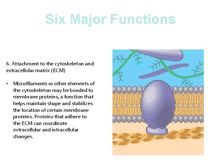Six Major Functions 6. Attachment to the cytoskeleton and extracellular matrix (ECM) • Microfilaments