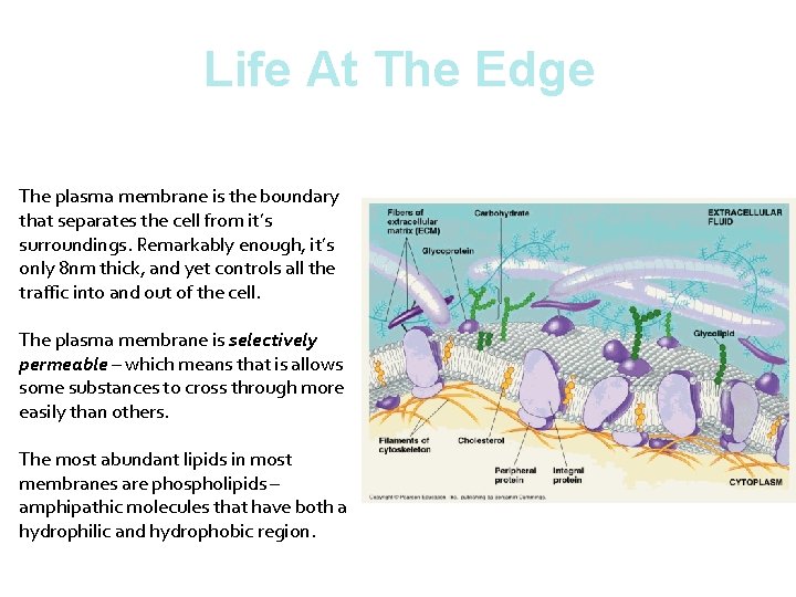 Life At The Edge The plasma membrane is the boundary that separates the cell