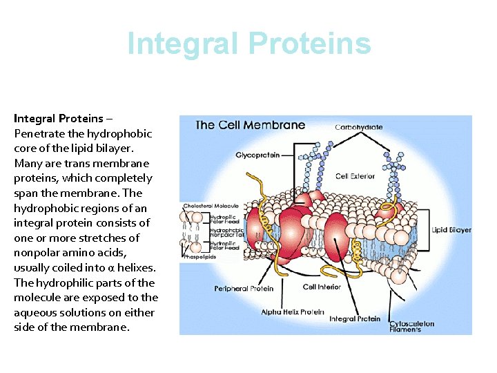 Integral Proteins – Penetrate the hydrophobic core of the lipid bilayer. Many are trans