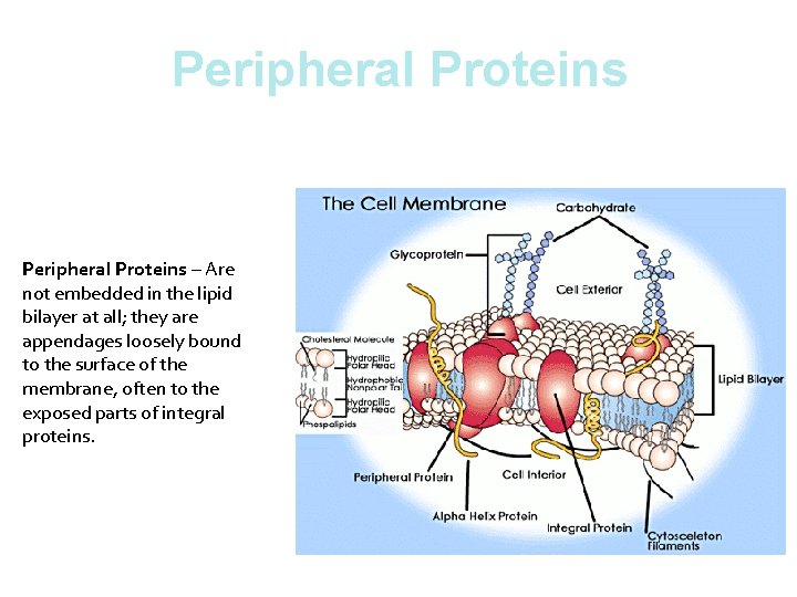 Peripheral Proteins – Are not embedded in the lipid bilayer at all; they are