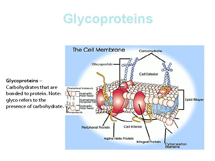 Glycoproteins – Carbohydrates that are bonded to protein. Note: glyco refers to the presence