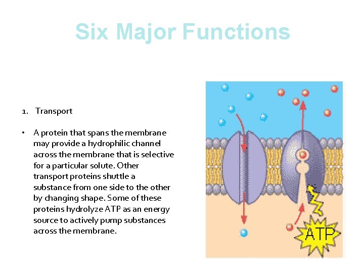 Six Major Functions 1. Transport • A protein that spans the membrane may provide