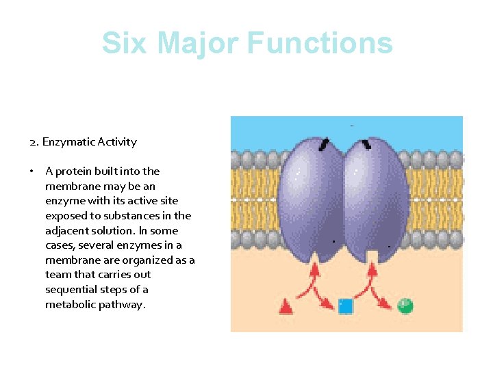 Six Major Functions 2. Enzymatic Activity • A protein built into the membrane may