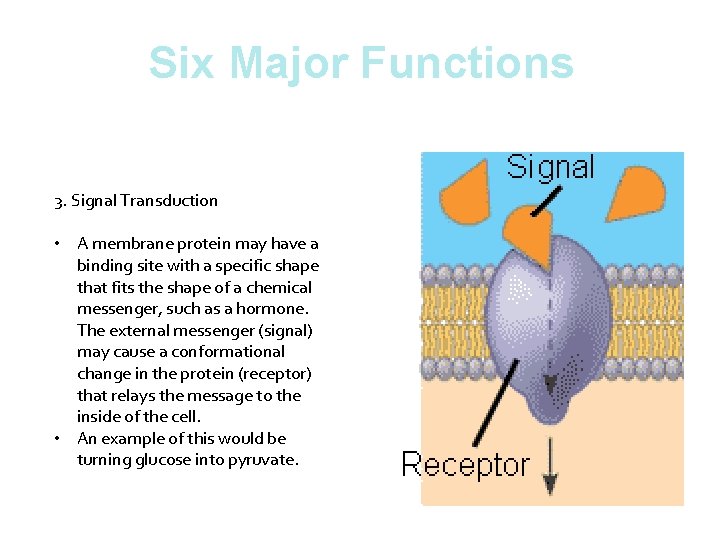 Six Major Functions 3. Signal Transduction • A membrane protein may have a binding