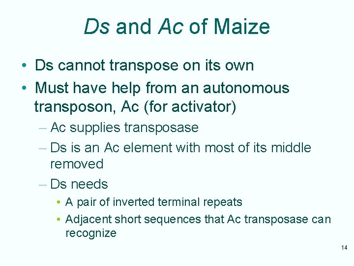 Ds and Ac of Maize • Ds cannot transpose on its own • Must