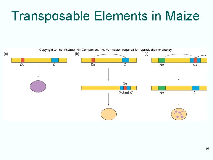 Transposable Elements in Maize 15 