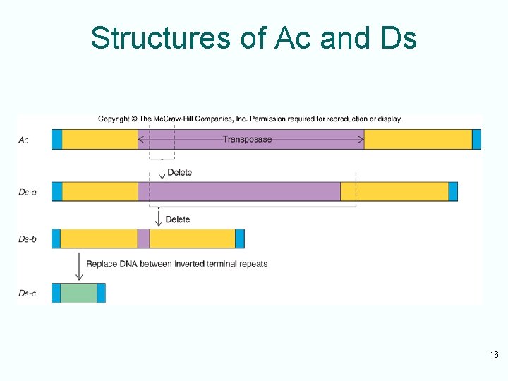 Structures of Ac and Ds 16 