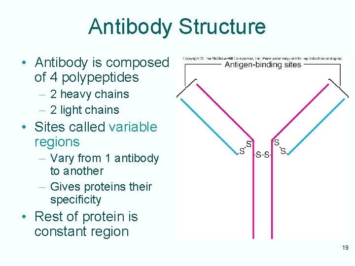 Antibody Structure • Antibody is composed of 4 polypeptides – 2 heavy chains –