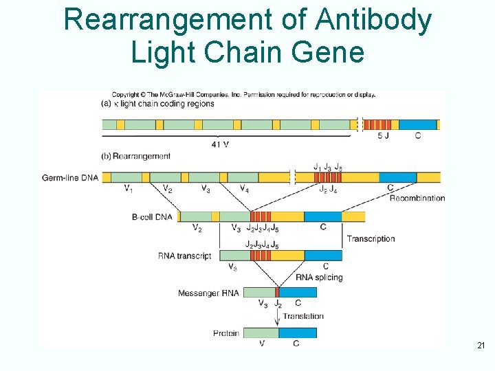Rearrangement of Antibody Light Chain Gene 21 