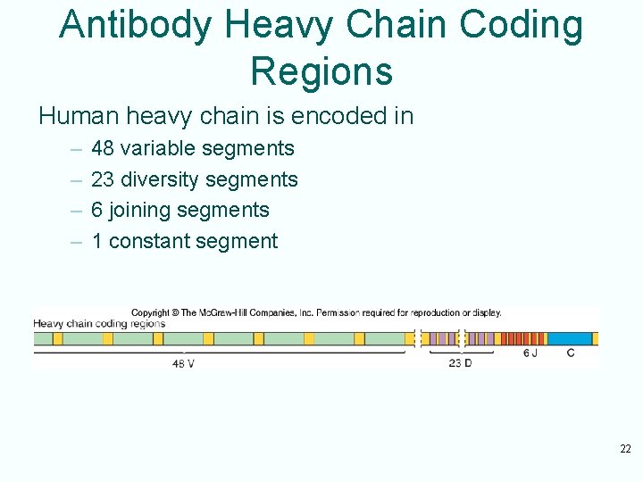 Antibody Heavy Chain Coding Regions Human heavy chain is encoded in – – 48