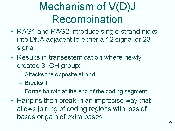 Mechanism of V(D)J Recombination • RAG 1 and RAG 2 introduce single-strand nicks into
