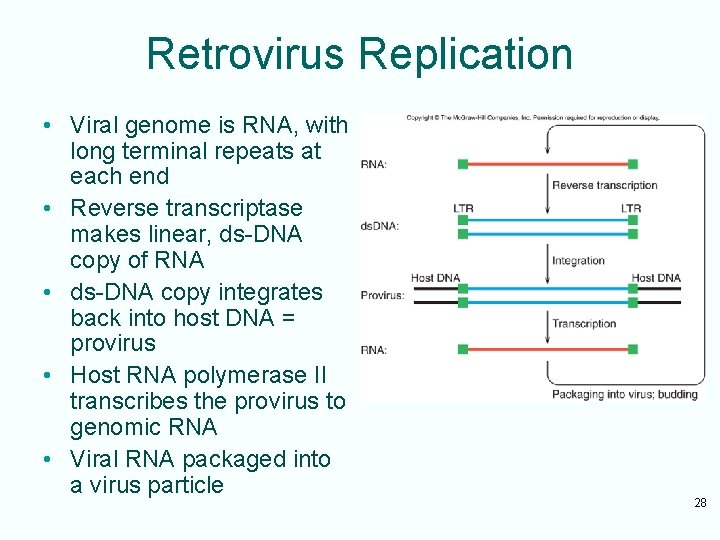 Retrovirus Replication • Viral genome is RNA, with long terminal repeats at each end