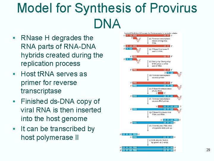 Model for Synthesis of Provirus DNA • RNase H degrades the RNA parts of