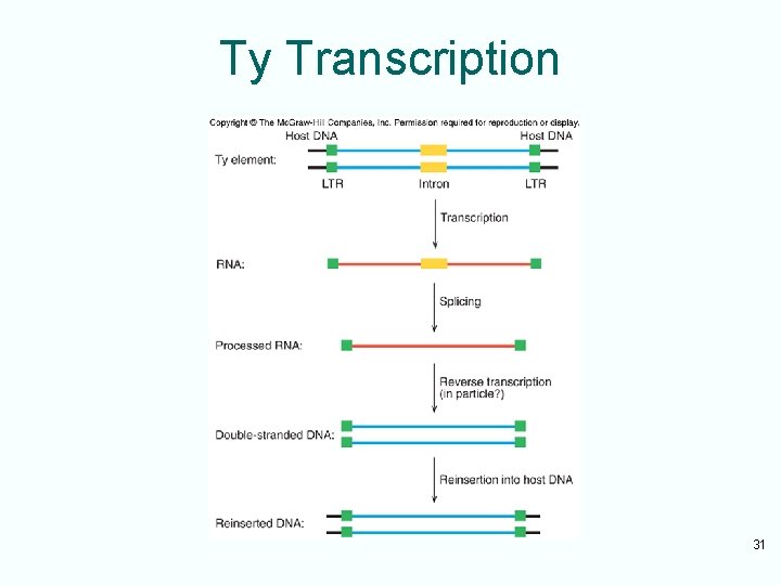 Ty Transcription 31 