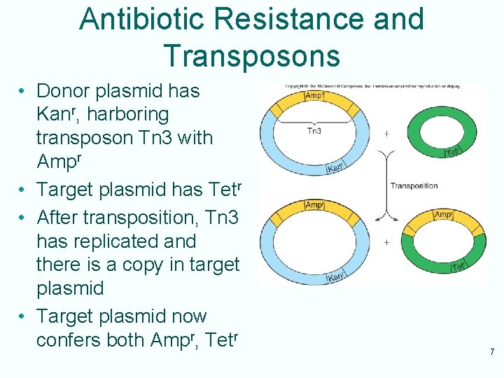 Antibiotic Resistance and Transposons • Donor plasmid has Kanr, harboring transposon Tn 3 with