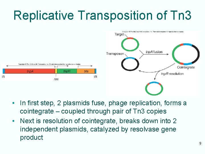 Replicative Transposition of Tn 3 • In first step, 2 plasmids fuse, phage replication,