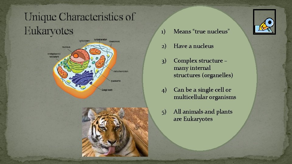 Unique Characteristics of Eukaryotes 1) Means “true nucleus” 2) Have a nucleus 3) Complex