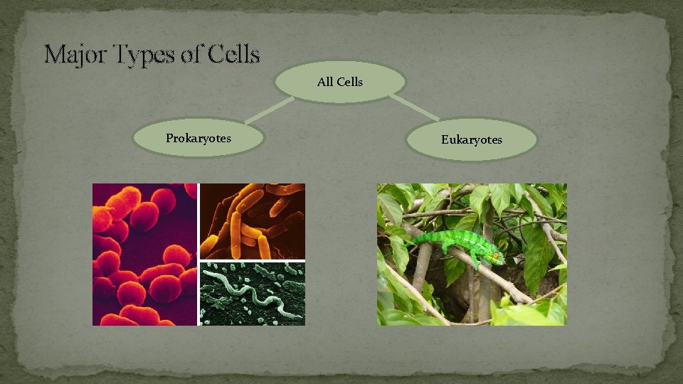 Major Types of Cells All Cells Prokaryotes Eukaryotes 