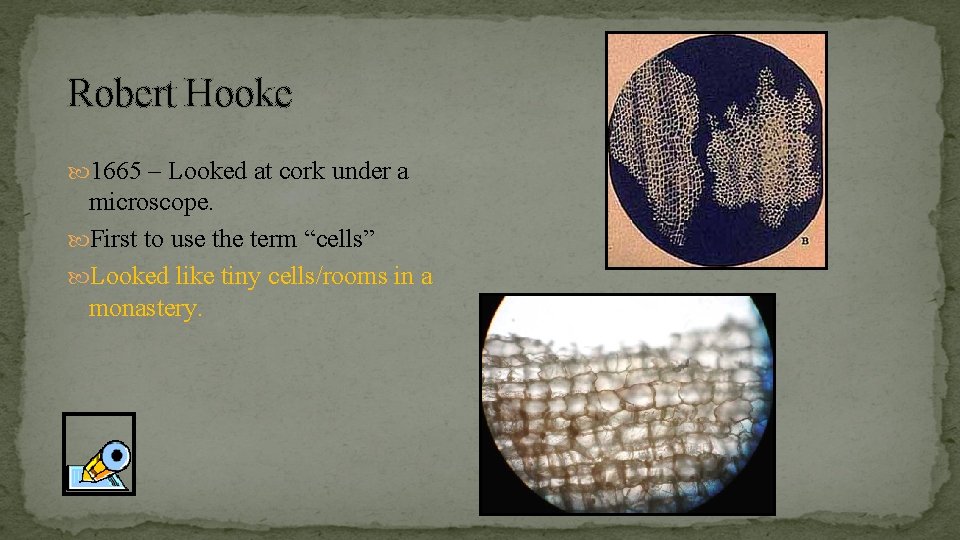 Robert Hooke 1665 – Looked at cork under a microscope. First to use the