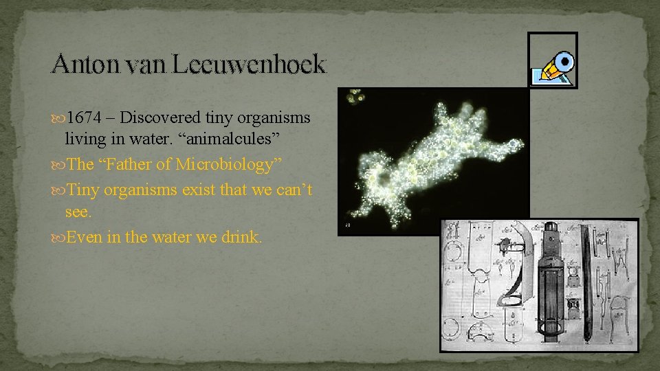 Anton van Leeuwenhoek 1674 – Discovered tiny organisms living in water. “animalcules” The “Father