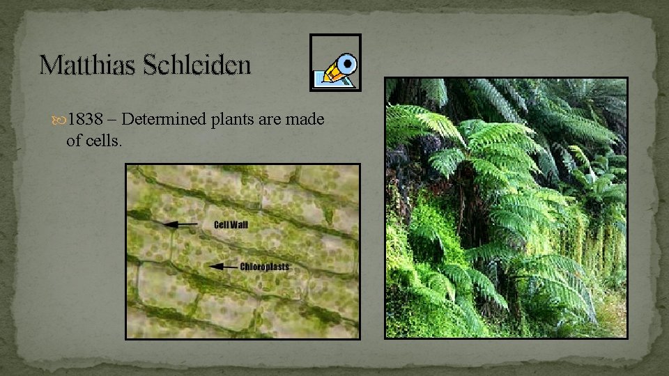 Matthias Schleiden 1838 – Determined plants are made of cells. 