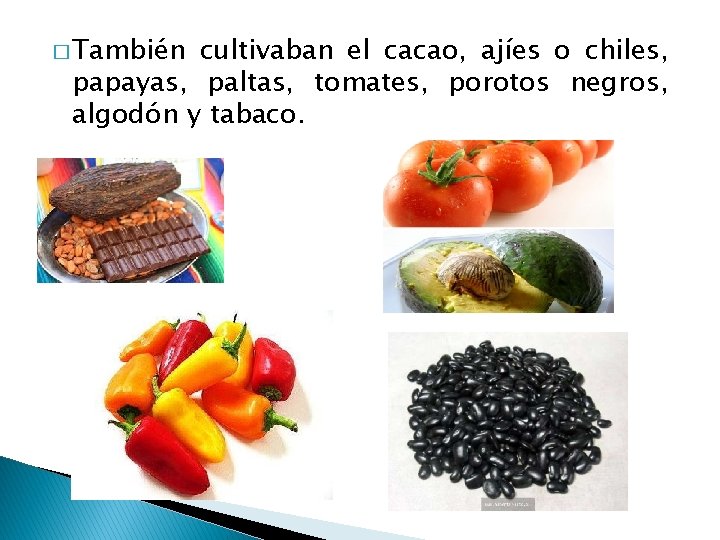 � También cultivaban el cacao, ajíes o chiles, papayas, paltas, tomates, porotos negros, algodón