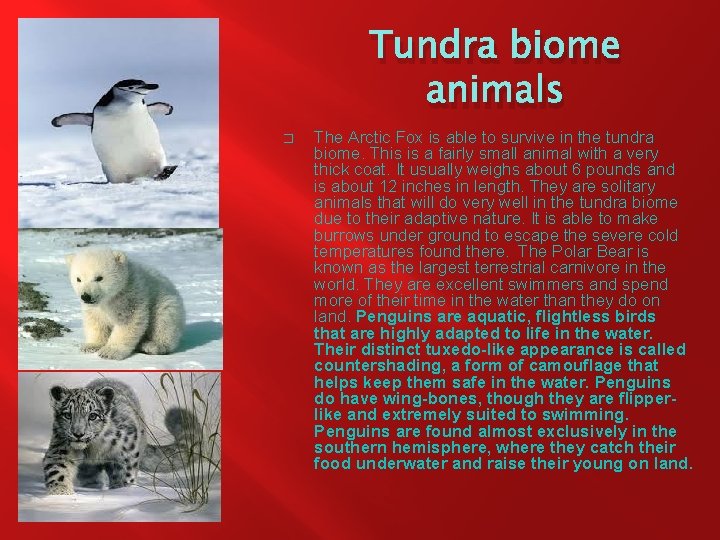 Tundra biome animals � The Arctic Fox is able to survive in the tundra