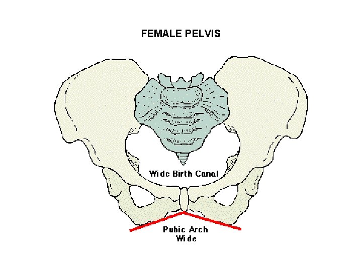 FEMALE PELVIS 