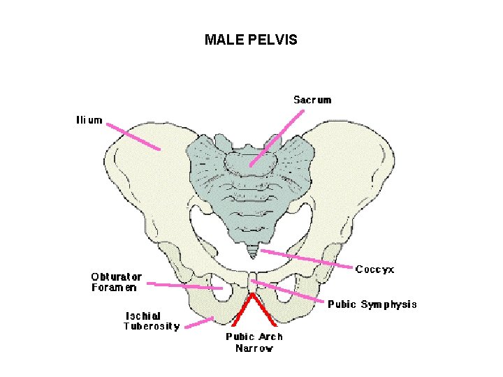 MALE PELVIS 