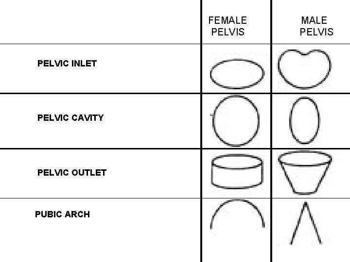 FEMALE PELVIS PELVIC INLET PELVIC CAVITY PELVIC OUTLET PUBIC ARCH MALE PELVIS 