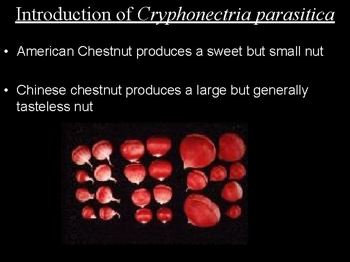 Introduction of Cryphonectria parasitica • American Chestnut produces a sweet but small nut •