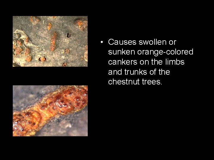  • Causes swollen or sunken orange-colored cankers on the limbs and trunks of