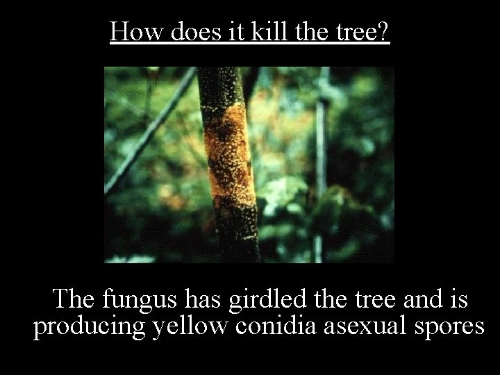 How does it kill the tree? The fungus has girdled the tree and is