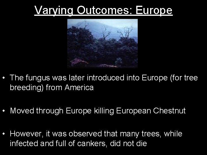 Varying Outcomes: Europe • The fungus was later introduced into Europe (for tree breeding)