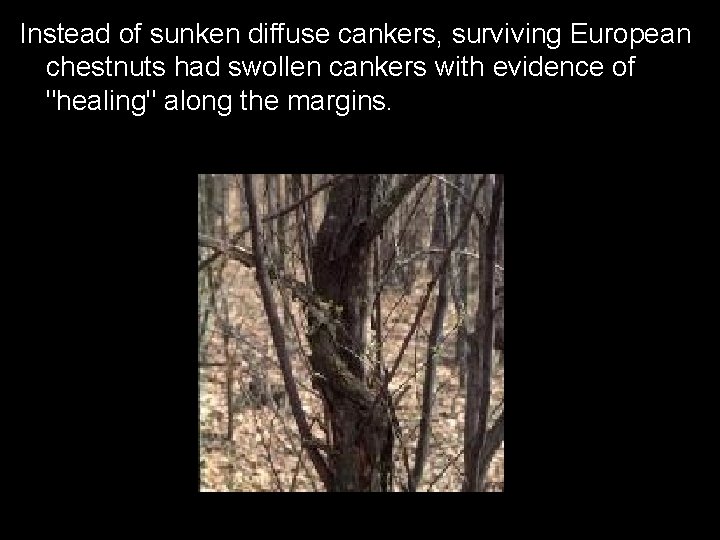 Instead of sunken diffuse cankers, surviving European chestnuts had swollen cankers with evidence of Instead of sunken diffuse cankers, surviving European chestnuts had swollen cankers with evidence of
