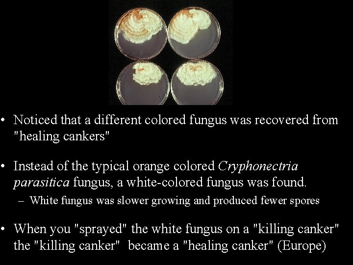 • Noticed that a different colored fungus was recovered from "healing cankers" • • Noticed that a different colored fungus was recovered from "healing cankers" •