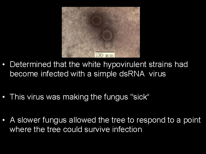  • Determined that the white hypovirulent strains had become infected with a simple