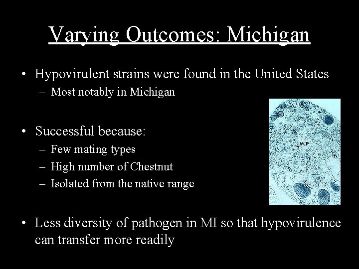 Varying Outcomes: Michigan • Hypovirulent strains were found in the United States – Most