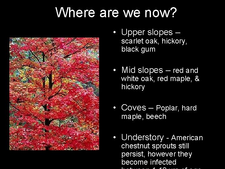 Where are we now? • Upper slopes – scarlet oak, hickory, black gum •
