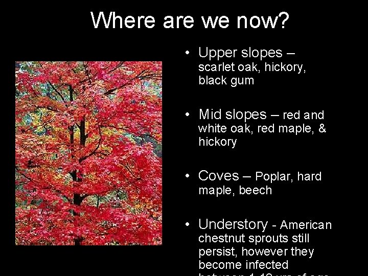 Where are we now? • Upper slopes – scarlet oak, hickory, black gum • Where are we now? • Upper slopes – scarlet oak, hickory, black gum •