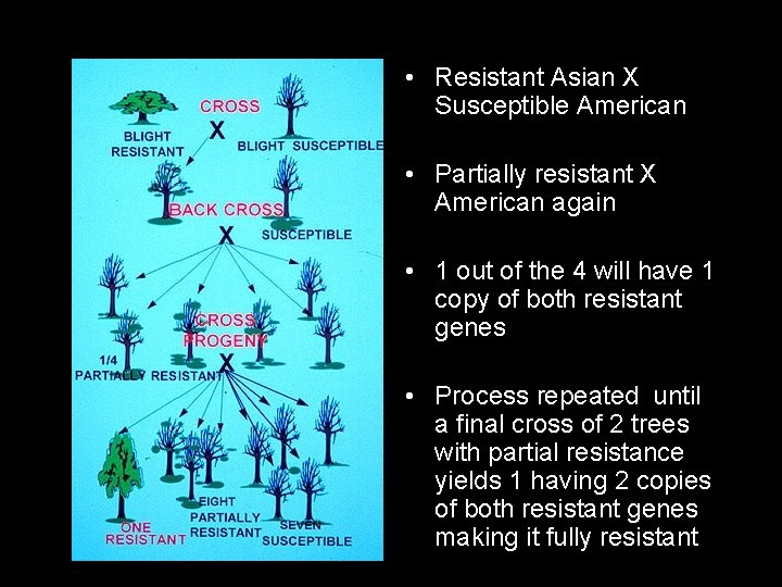  • Resistant Asian X Susceptible American • Partially resistant X American again •