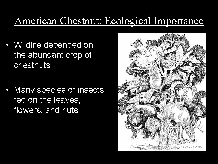 American Chestnut: Ecological Importance • Wildlife depended on the abundant crop of chestnuts •