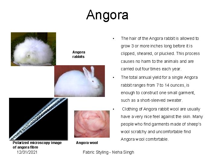 Angora • The hair of the Angora rabbit is allowed to grow 3 or